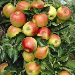 Groen Ziel Verkoop 48 Lei-Appel (Malus Domestica 'Rode Jonagold')