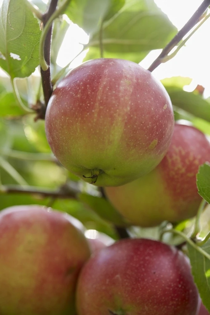 Appelboom (Malus Domestica 'Sterappel') 2 Appelboom (Malus Domestica 'Sterappel') - Afbeelding 2