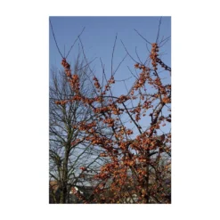 Sierappel Als Struik (Malus 'Evereste') -Groen Ziel Verkoop malus evereste01 2 1