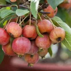 Sierappel Als Leiboom (Malus 'Evereste') 8 Sierappel Als Leiboom (Malus 'Evereste') -Groen Ziel Verkoop malus evereste03 2