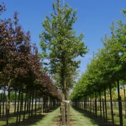 Grote Sierappel (Malus 'Evereste') -Groen Ziel Verkoop malus evereste 18 20