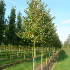 Grote Sierappel (Malus 'Evereste') -Groen Ziel Verkoop malus evereste 20 25