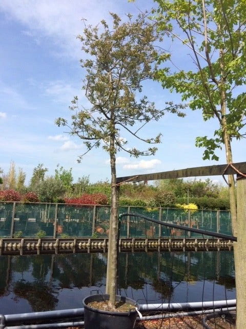 Sierappel (Malus 'Evereste') 4 Sierappel (Malus 'Evereste') - Afbeelding 4