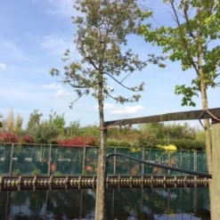 Sierappel (Malus 'Evereste') 8 Sierappel (Malus 'Evereste') -Groen Ziel Verkoop malus evereste 2025cm 3