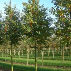 Grote Sierappel (Malus 'Evereste') -Groen Ziel Verkoop malus evereste 30 35