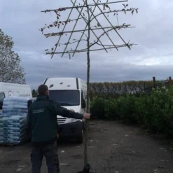 Sierappel Als Leiboom (Malus 'Evereste') 9 Sierappel Als Leiboom (Malus 'Evereste') -Groen Ziel Verkoop malus evereste lei