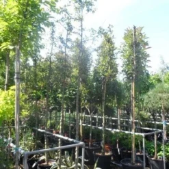 Sierappel (Malus 'Golden Hornet') 7 Sierappel (Malus 'Golden Hornet') -Groen Ziel Verkoop malus golden hornet 10 12ho cont 1