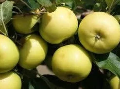 Appelboom (Malus Domestica 'Greensleeves') 5 Appelboom (Malus Domestica 'Greensleeves') -Groen Ziel Verkoop malus greensleeves