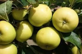 Appelboom (Malus Domestica 'Greensleeves') 3 Appelboom (Malus Domestica 'Greensleeves') - Afbeelding 3
