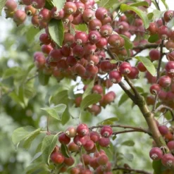 Sierappel (Malus 'John Downie')