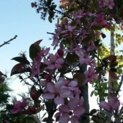 Sierappel (Malus 'Liset') -Groen Ziel Verkoop malus liset