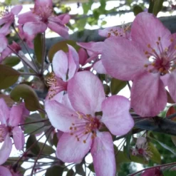 Sierappel (Malus 'Rudolf') -Groen Ziel Verkoop malus liset 2 1 1