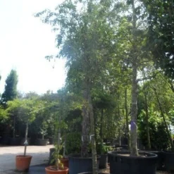 Sierappel (Malus 'Red Sentinel') 11 Sierappel (Malus 'Red Sentinel') -Groen Ziel Verkoop malus red sentinel 25 30ho c500