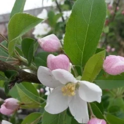 Sierappel (Malus 'Red Sentinel') 10 Sierappel (Malus 'Red Sentinel') -Groen Ziel Verkoop malus red sentinel 2 1