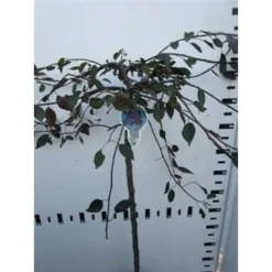 Rode Treursierappel Op Stam (Malus 'Royal Beauty') 11 Rode Treursierappel Op Stam (Malus 'Royal Beauty') -Groen Ziel Verkoop malus royal beauty 100cm