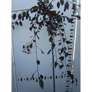 Rode Treursierappel Op Stam (Malus 'Royal Beauty') 5 Rode Treursierappel Op Stam (Malus 'Royal Beauty') - Afbeelding 5