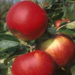 Lei-Appel (Malus Domestica 'Santana')