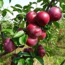 Appelboom (Malus Domestica 'Spartan')