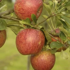 Uitgelichte producten 1 Lei-Appel (Malus Domestica 'Charles Ross')
