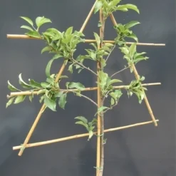 Lei-Appel (Malus Domestica 'Discovery') -Groen Ziel Verkoop malusleivorm1 1