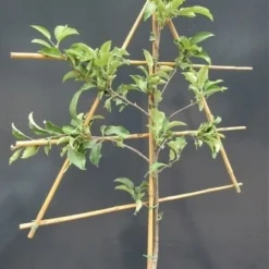 Lei-Appel (Malus Domestica 'Transparente Jaune') -Groen Ziel Verkoop malusleivorm1 1 29 2