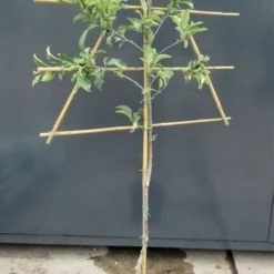 Lei-Appel (Malus Domestica 'Topaz')