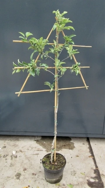 Lei-Appel (Malus Domestica 'Rode Jonagold') 4 Lei-Appel (Malus Domestica 'Rode Jonagold') - Afbeelding 4