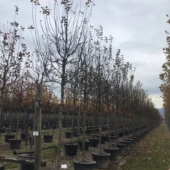 Sierappel (Malus 'Profusion' ) 5 Sierappel (Malus 'Profusion' ) -Groen Ziel Verkoop malusprofusionalsboom