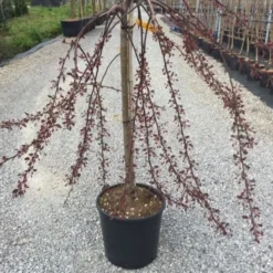 Rode Treursierappel Op Stam (Malus 'Royal Beauty') 8 Rode Treursierappel Op Stam (Malus 'Royal Beauty') -Groen Ziel Verkoop malusroyalbeauty01