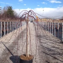 Rode Treursierappel Op Stam (Malus 'Royal Beauty') 9 Rode Treursierappel Op Stam (Malus 'Royal Beauty') -Groen Ziel Verkoop malusroyalbeauty02