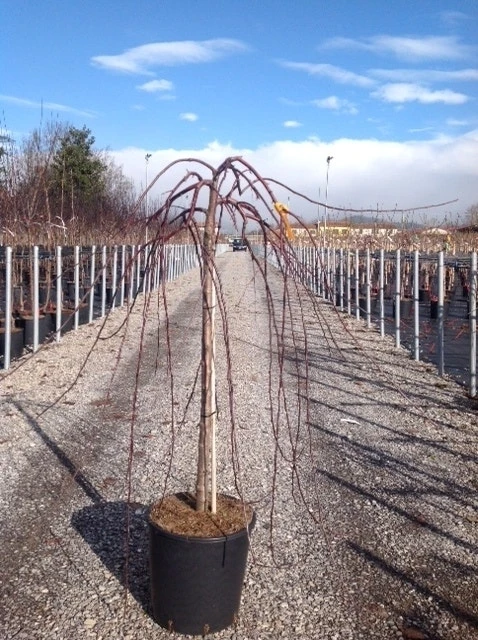 Rode Treursierappel Op Stam (Malus 'Royal Beauty') 4 Rode Treursierappel Op Stam (Malus 'Royal Beauty') - Afbeelding 4