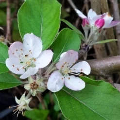 Appelboom (Malus Domestica 'Summerred') -Groen Ziel Verkoop malussummerredbloesem01 1