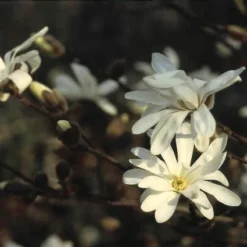 Stermagnolia (Magnolia Stellata)