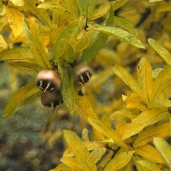 Mispel (Mespilus Germanica) 14 Mispel (Mespilus Germanica) -Groen Ziel Verkoop megerman 9