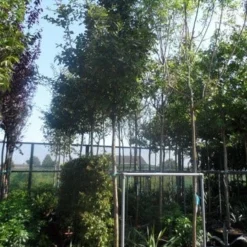 Mispel (Mespilus Germanica) 17 Mispel (Mespilus Germanica) -Groen Ziel Verkoop mespilus germanica 12 14 16ho cont