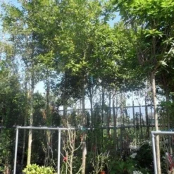 Mispel (Mespilus Germanica) 15 Mispel (Mespilus Germanica) -Groen Ziel Verkoop mespilus germanica 18 20ho cont