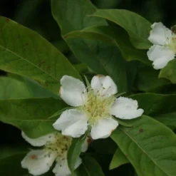 Mispel (Mespilus Germanica) 12 Mispel (Mespilus Germanica) -Groen Ziel Verkoop mespilus germanica 2
