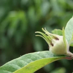 Mispel (Mespilus Germanica) 11 Mispel (Mespilus Germanica) -Groen Ziel Verkoop mespilus germanica 5