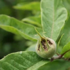 Mispel (Mespilus Germanica) 16 Mispel (Mespilus Germanica) -Groen Ziel Verkoop mespilus germanica 6