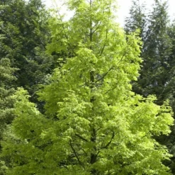 Watercipres (Metasequoia Glyptostroboides)