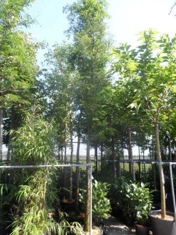 Watercipres (Metasequoia Glyptostroboides) 2 Watercipres (Metasequoia Glyptostroboides) - Afbeelding 2