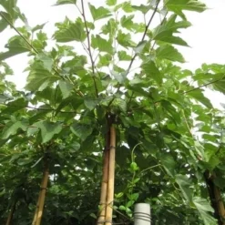 Zwarte Moerbei Als Boom (Morus Nigra) -Groen Ziel Verkoop morus 1