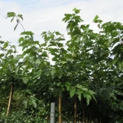 Zwarte Moerbei Als Boom (Morus Nigra) -Groen Ziel Verkoop morus 2
