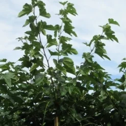 Zwarte Moerbei Als Boom (Morus Nigra) -Groen Ziel Verkoop morus 3