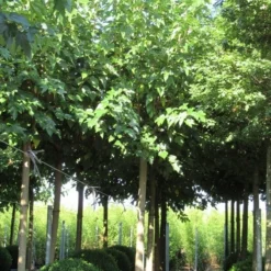 Zwarte Moerbei Als Boom (Morus Nigra) -Groen Ziel Verkoop morus 4