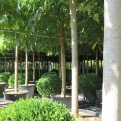 Zwarte Moerbei Als Boom (Morus Nigra) -Groen Ziel Verkoop morus 5