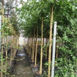 Zwarte Moerbei Als Boom (Morus Nigra) -Groen Ziel Verkoop morus 8 10