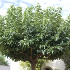 Dakmoerbei (Morus Alba 'Macrophylla') 20 Dakmoerbei (Morus Alba 'Macrophylla') -Groen Ziel Verkoop morus alba02 1