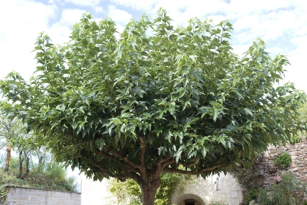 Dakmoerbei (Morus Alba 'Macrophylla') 6 Dakmoerbei (Morus Alba 'Macrophylla') - Afbeelding 6