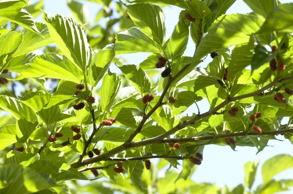 Dakmoerbei (Morus Alba 'Macrophylla') 5 Dakmoerbei (Morus Alba 'Macrophylla') - Afbeelding 5